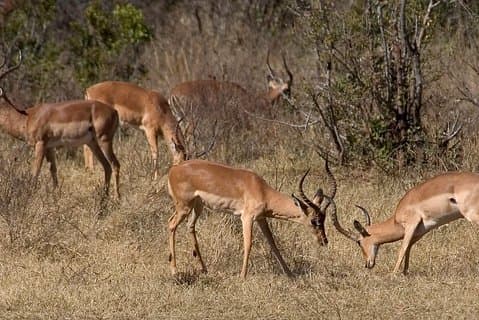 Safari nel parco nazionale di Hwange e pernottamento