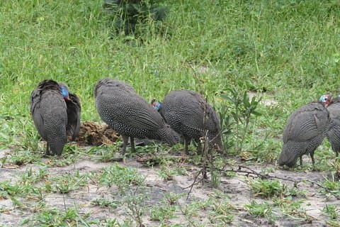 De Victoria Falls a Chobe Day Game Safari