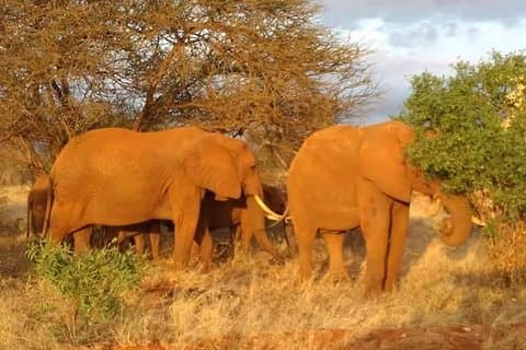 1 dag Amboseli Classic Safari Tour-paket, brunosafari Kenya