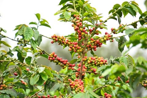 Spændende kaffe ture fra Nairobi