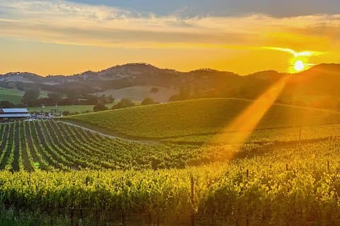 Privat vinlandstur inkludert fotografitjenester