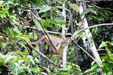 Tour de Sobrevivência da Amazônia 6D / 5N