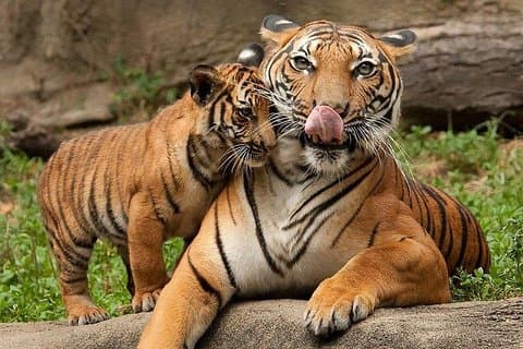 Hyderabad a Jim Corbett: Tour della fauna selvatica doppio Safari di 3 giorni