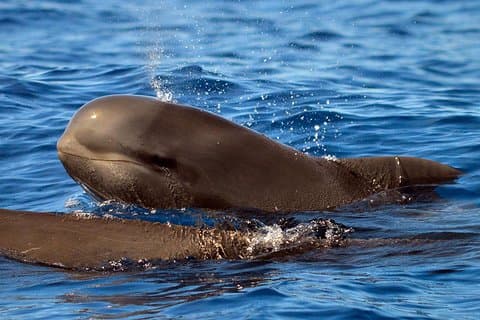 Observação de Baleias Eco-Aventura da Costa Adeje