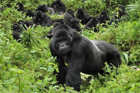 4-dages Gorilla Tracking Uganda