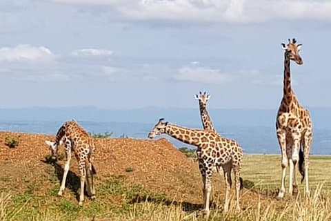 Tour de 5 días por la vida salvaje de Uganda y experiencia de habituación de chimpancés