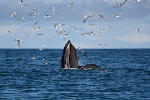 Den ursprungliga klassiska valskådningen från Reykjavik