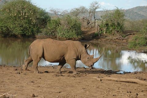 Dagtur: Arusha National Park
