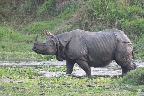 チトワン国立公園での3日間のジャングルサファリ