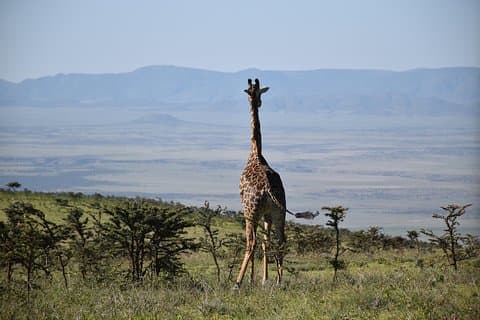 3 Days Wilderness Wanderlust Tanzania Adventure