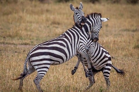 3 dage / 2 nætter deltager i gruppesafari (Serengeti Nationalpark)