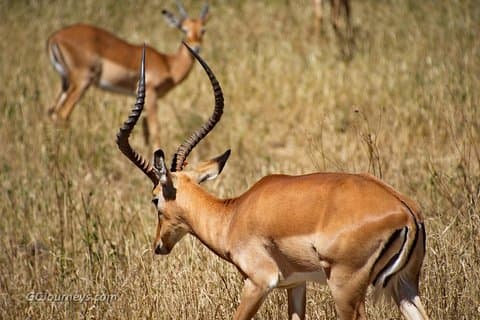 Gita di un giorno: Tarangire National Park