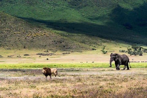 3 Days Ngorongoro and Serengeti Mid Range Safaris
