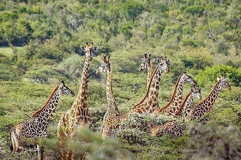 6 Days lodge safaris