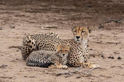 The Great 5 Days Tanzania Expedition