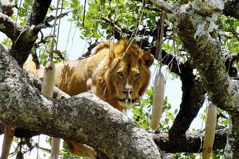 8 dager / 7 netter Bli med i gruppesafari