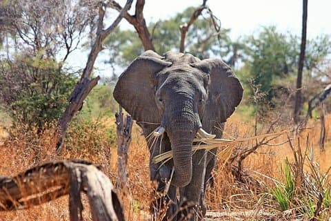 2 dager / 1 natt Bli med i gruppesafari