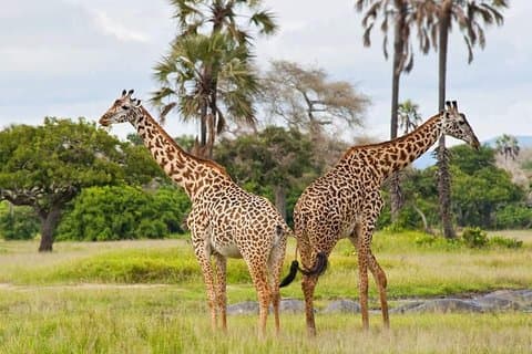 7 dages Tanzania Small Group Safari