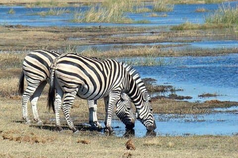 Tagesausflug Arusha National Park Tour Tansania Safari
