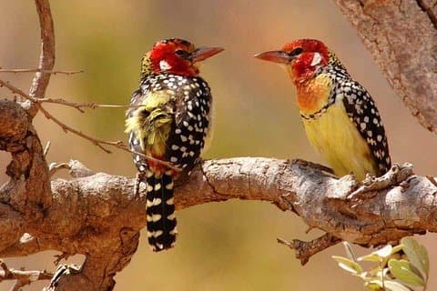 Tanzania Safari Join Group