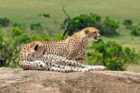 7 Días Tuji- Disfrute Kenia Safari (MÍNIMO 2 PAX)