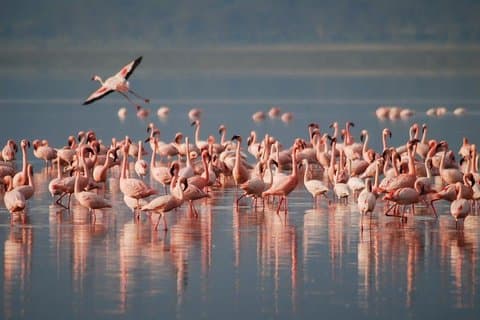 9 dage / 8 nætter Deltag i gruppesafari