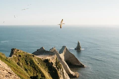 Gannet Safaris Überlandtour zum Kap Kidnappers Gannet Colony