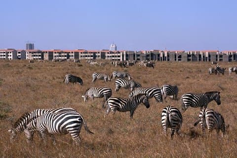 Parque Nacional Nairobi / Centro Giraffe