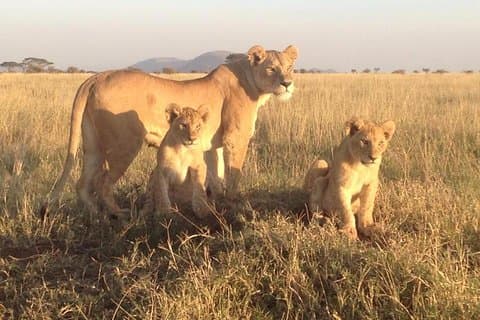 4 Dages Spændende Camping Safaris Serengeti Tanzania