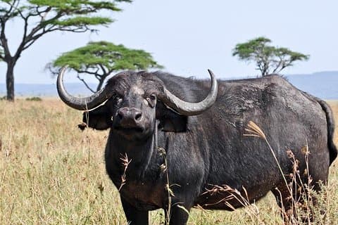 10 Days / 9 Nights Private group safari