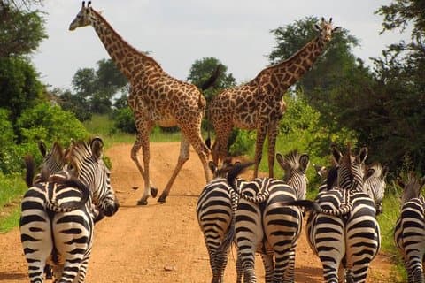 12 Days / 11 Nights Private group safari