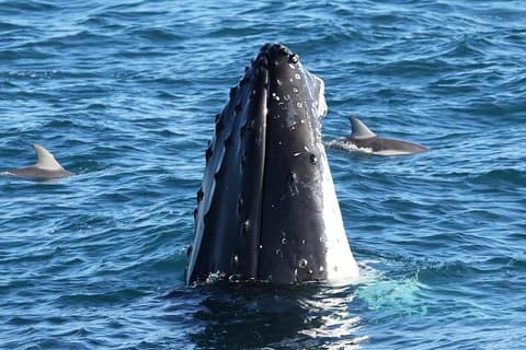 Dolphin & Whale Cruise