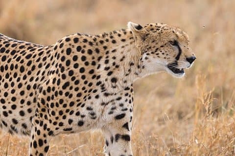 Twee nachten (middenbereik) Amboseli-safari