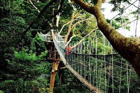 Skogsforskningsinstitut Malaysia (FRIM) Nature Trekking från Kuala Lumpur