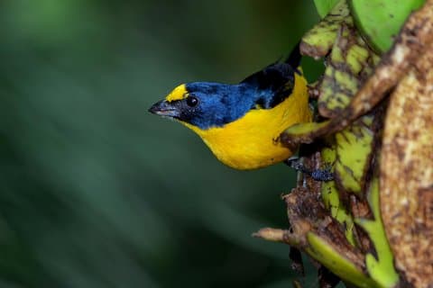 Tour de observación de aves Arenal Mundo Aventura