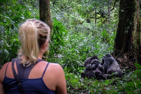 6-daagse Gorilla Trekking en Kampala City Tours