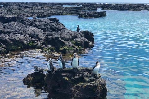 Excursion de 7 jours dans la nature des Galápagos: Explorez Santa Cruz & Isabela Islands