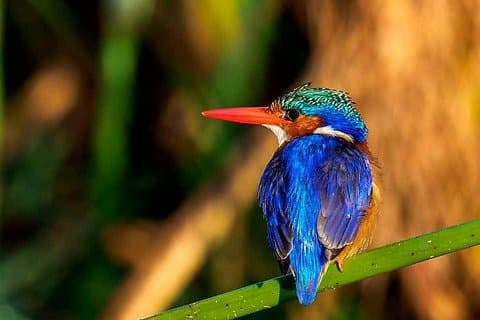 6 Days Private Safari Tanzania