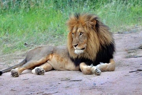 6 jours de camping économique en Tanzanie