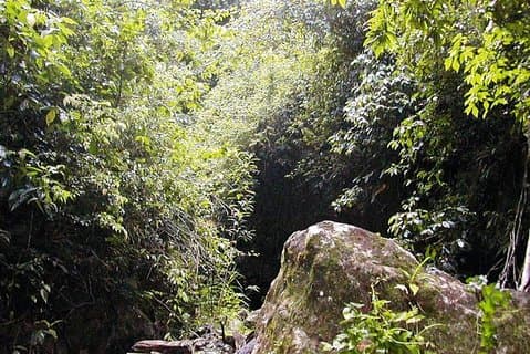 Visite d'une demi-journée de la forêt tropicale à Saint-Kitts