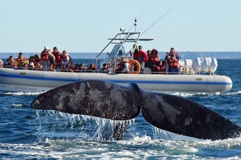 Avistamiento de Ballenas y Lobos Marinos en Península de Valdés - PUERTO MADRYN