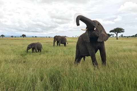 2 nätter 3 dagar safari till mikumi nationalpark