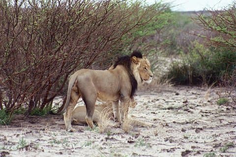Mezza giornata di gioco di Chobe