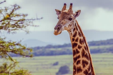 Giraffe Walk and Buffalo Experience Combo