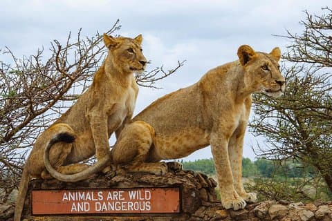 Parque Nacional de Nairobi, Centro de Girafas e Orfanato de Elefantes