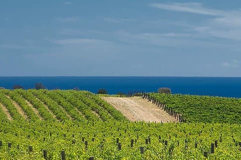 McLaren Vale vingård liten gruppe tur med vinsmaking og lunsj