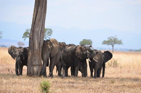 4-dagers Serengeti & Ngorongoro Safari Wildlife Wonders of Tanzania