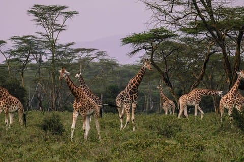Safari d'une journée au parc national de Nakuru au départ de Nairobi