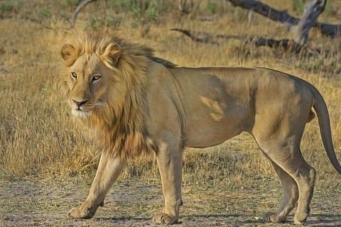 Hluhluwe Imfolozi Big 5 Safari ab Durban