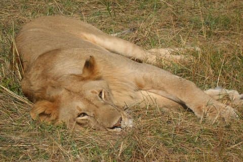 7.a.m Pick Up Nairobi National Game Drive/giraffe Centre/lunch At Carnivore